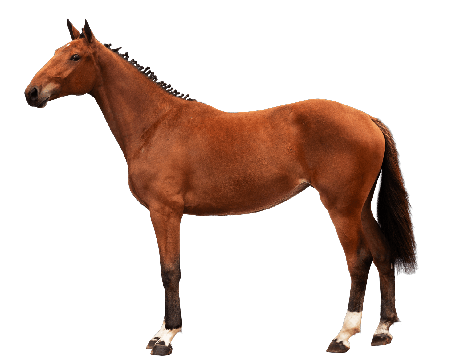 Cavalos de Salto: de A a Z – Cavalo de Salto Argentina