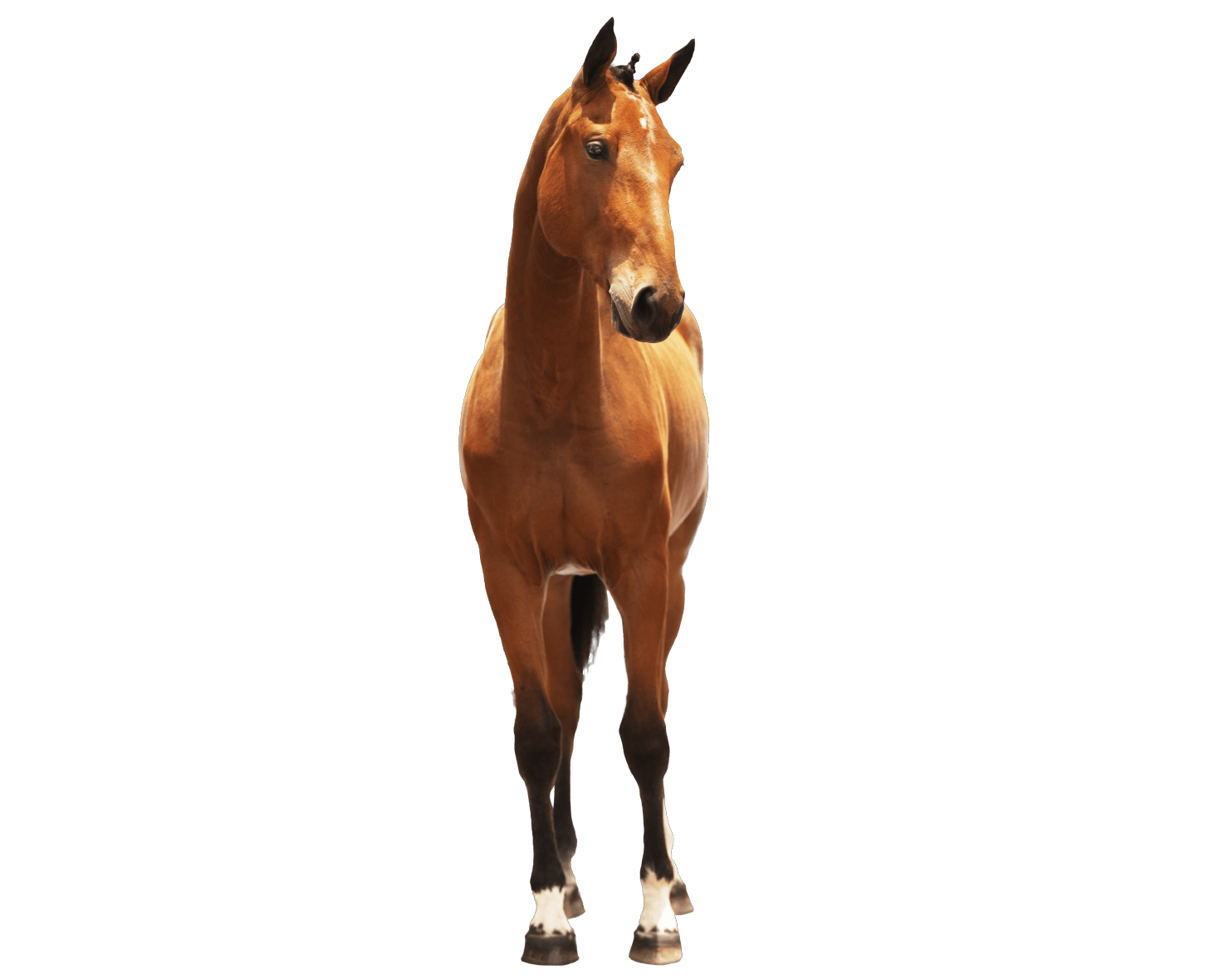 Cavalos de Salto: de A a Z – Cavalo de Salto Argentina