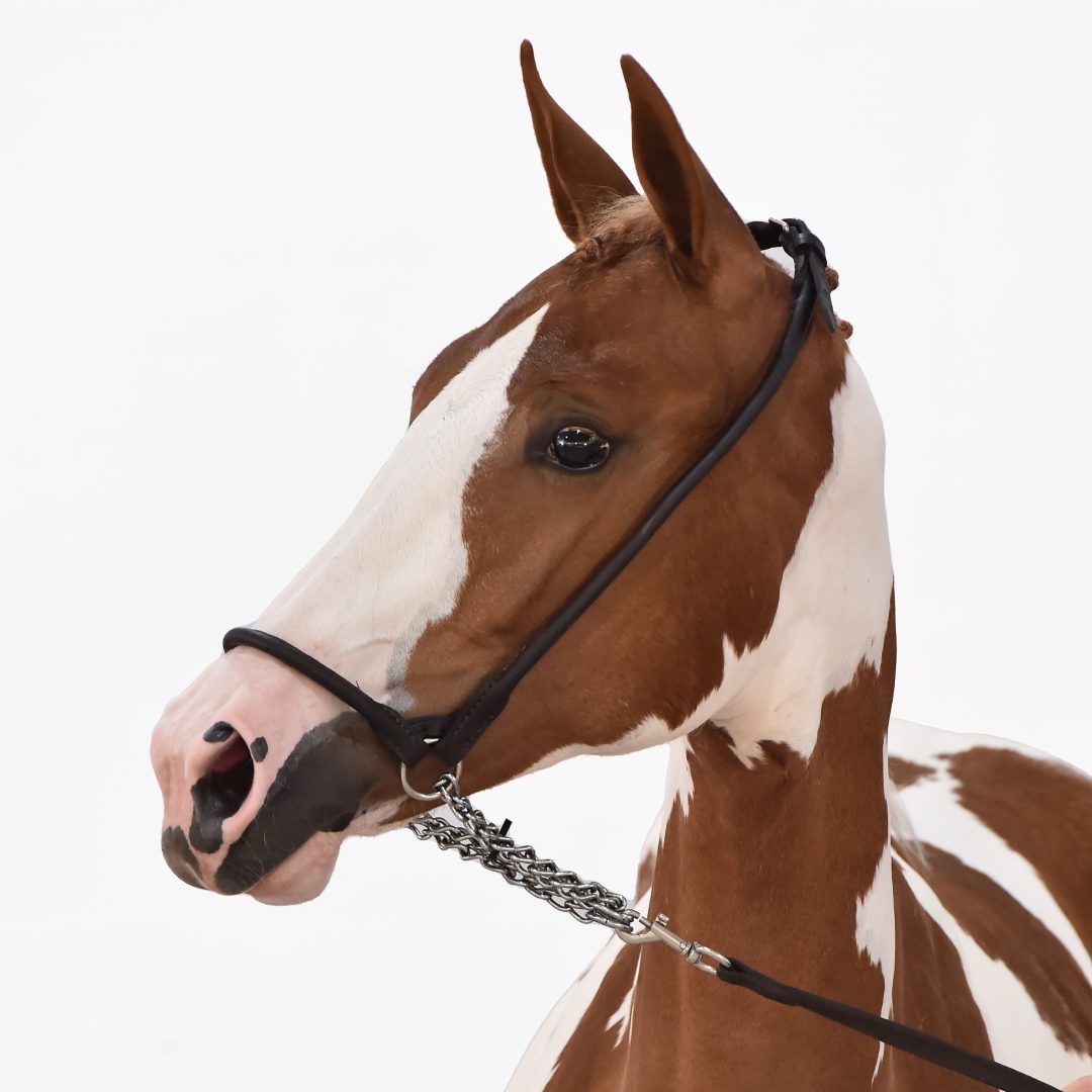 CAVALOS DE SALTO BEST LOVE - Visão esquerda
