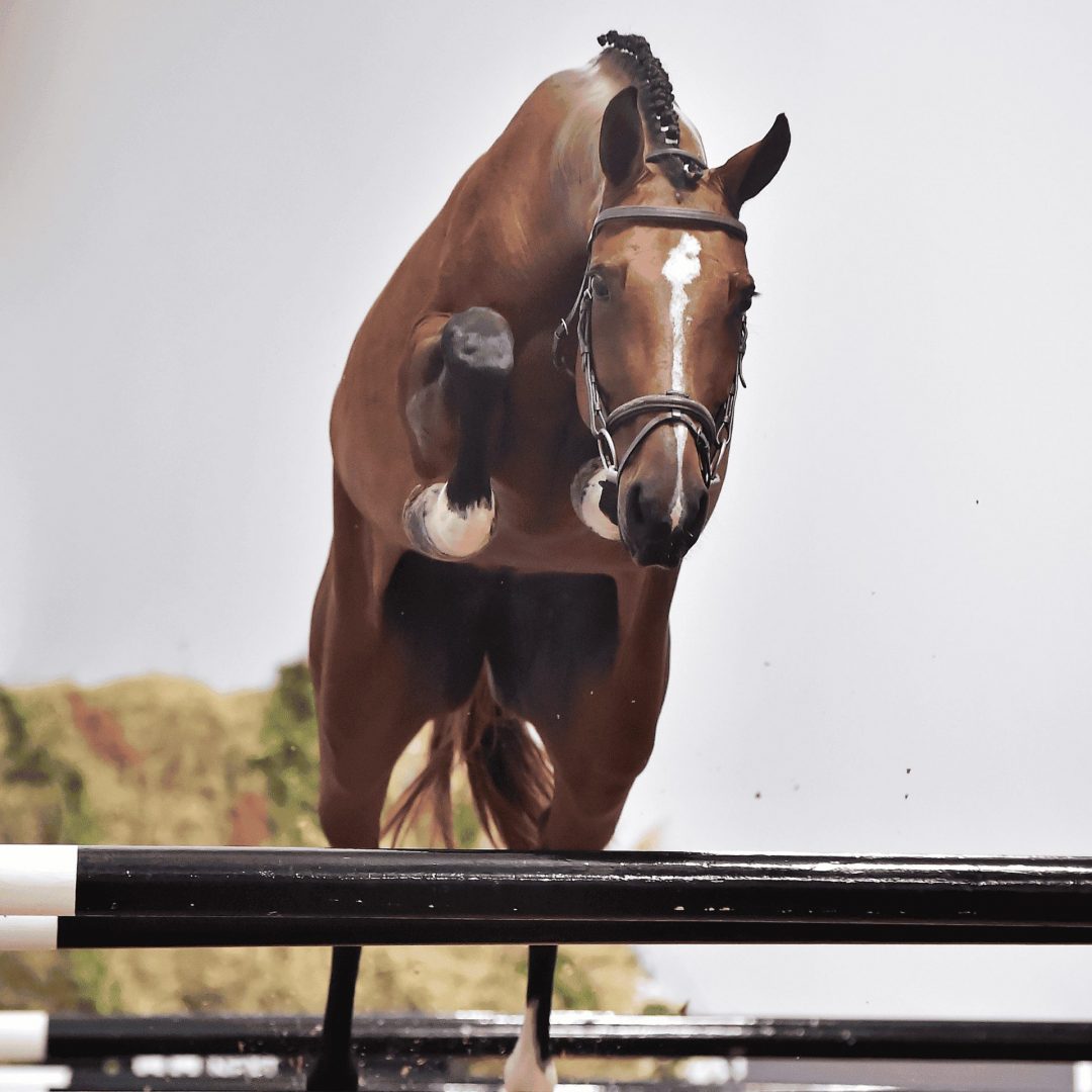 CHEVAL SAINT CLAIRE