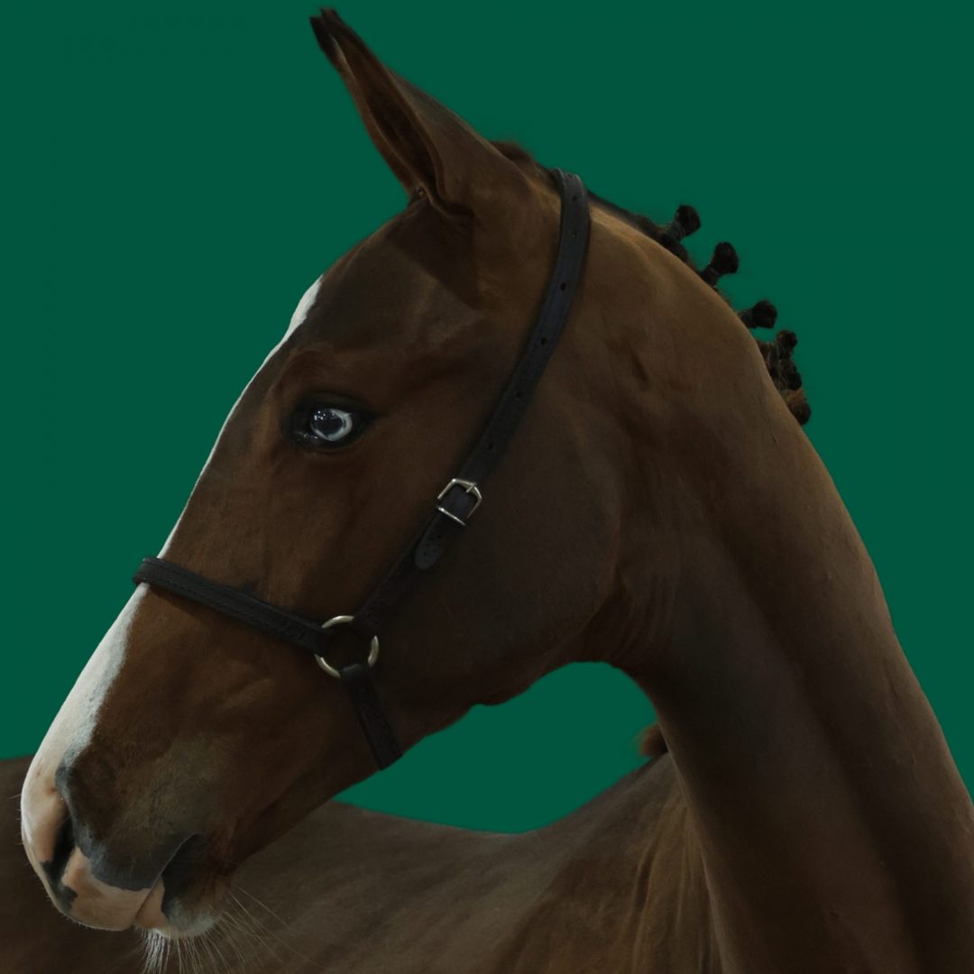 Haras Umburanas